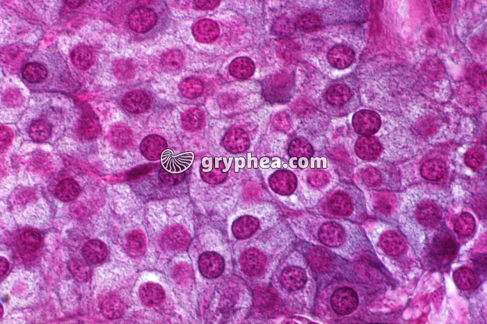 Hypophyse médiane x160 - gryphea.com